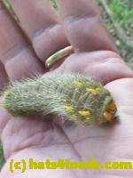 /home//u458753944/public_html/sourcegallery////Insects and small critters/butterflies and moths (Lepidoptera)/P1100280.JPG